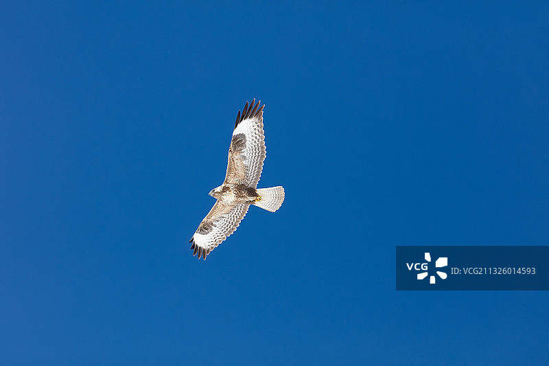 西藏纳木错扎西半岛的大鵟图片素材