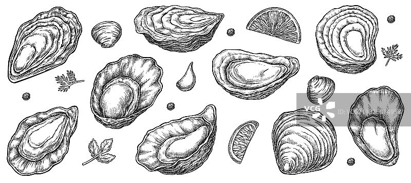 白色背景上的海牡蛎贝壳素描图片素材