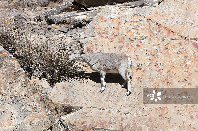 西藏的岩羊图片素材