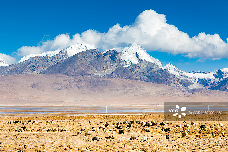 西藏日喀则市亚东县多庆错边的羊群图片素材