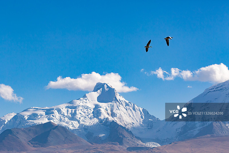 西藏日喀则市亚东县的斑头雁。图片素材