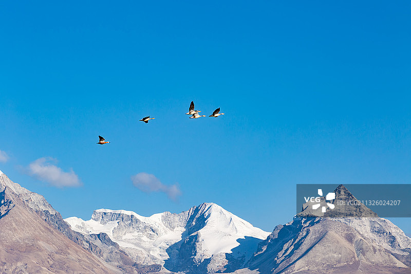 西藏日喀则市亚东县的斑头雁和赤麻鸭。图片素材