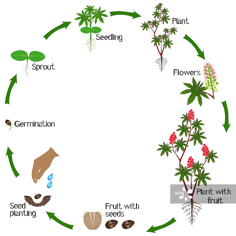 红色蓖麻植物的生长周期图片素材