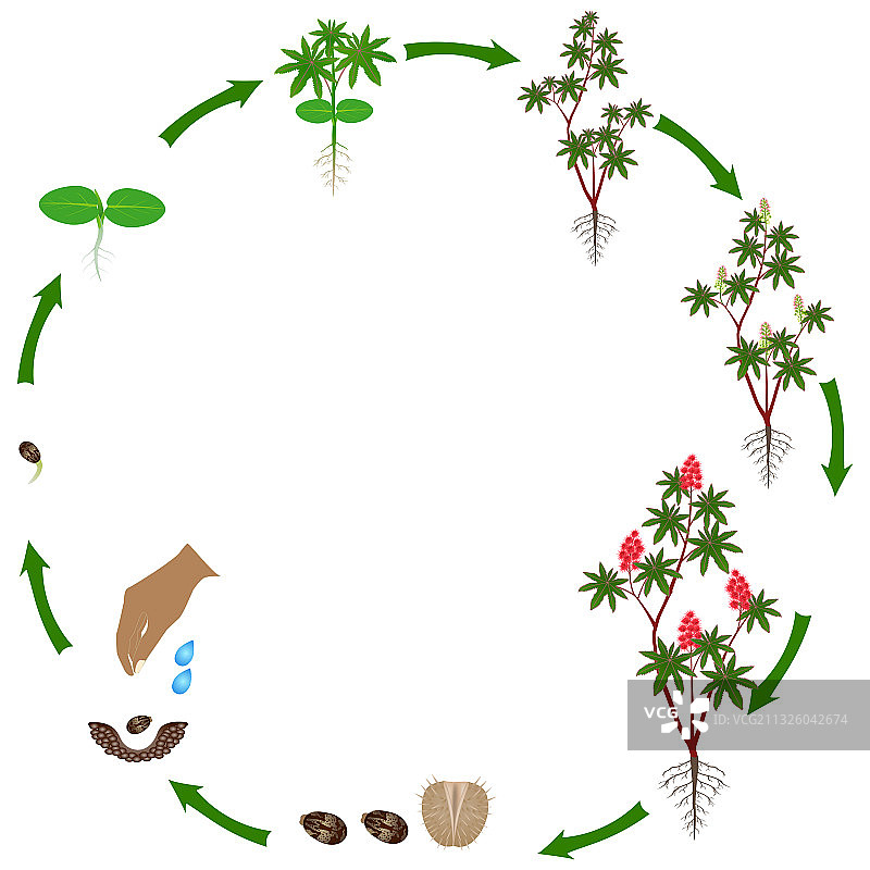 红色蓖麻植物生命周期图片素材