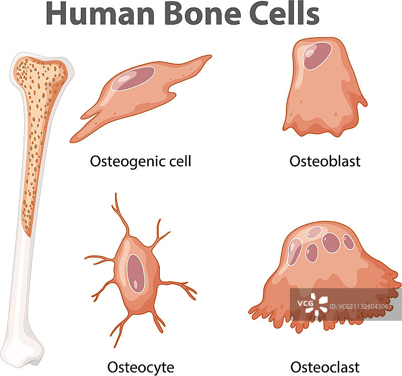 人体骨骼细胞解剖图片素材