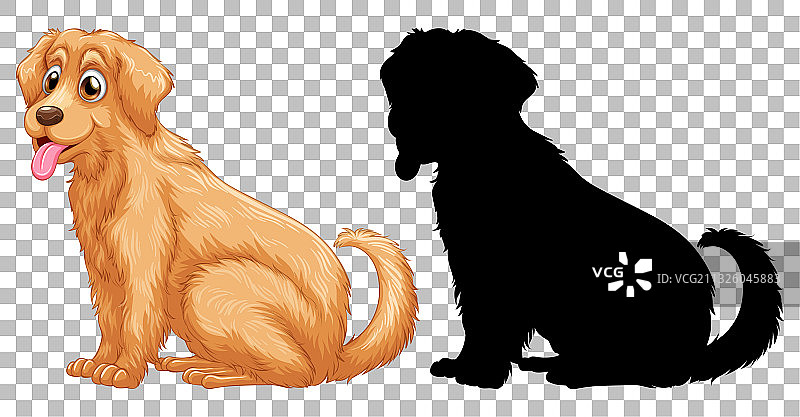 金毛寻回犬及其轮廓图片素材
