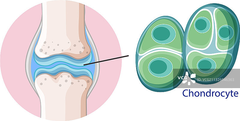 信息海报：软骨细胞图片素材