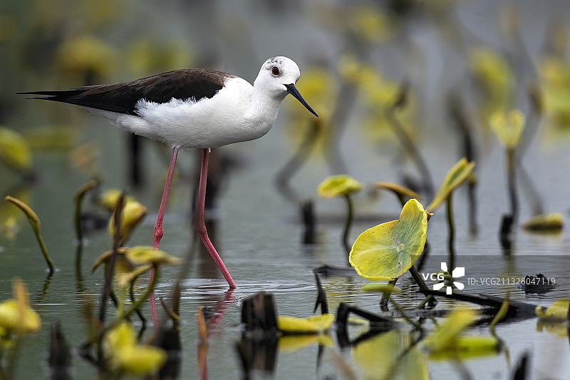 荷塘•黑翅长脚鹬图片素材