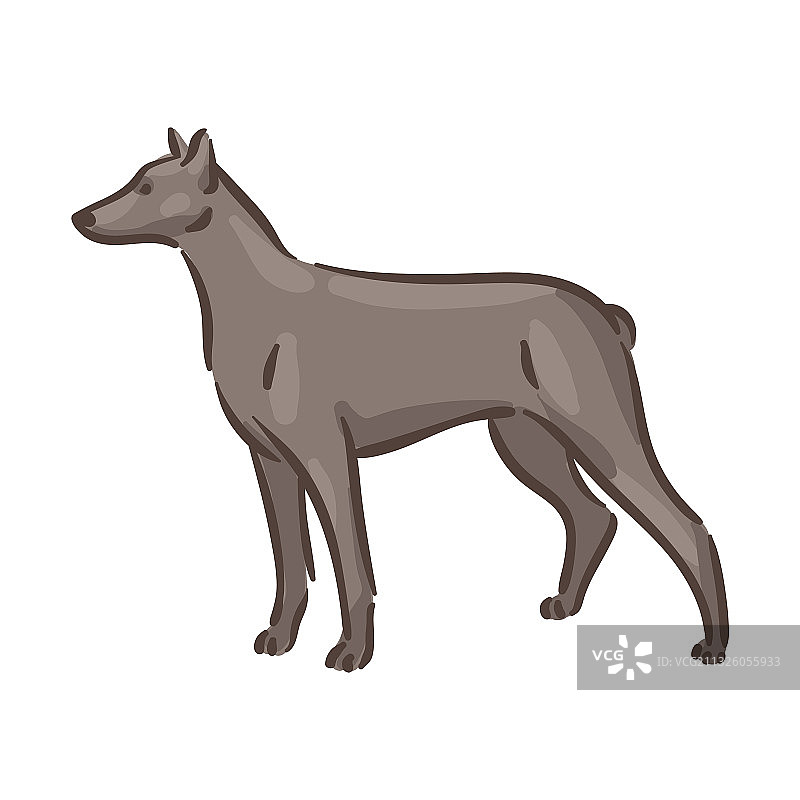 可爱杜宾犬品种血统图片素材