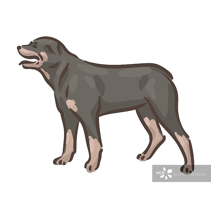 可爱的罗威纳犬品种图片素材