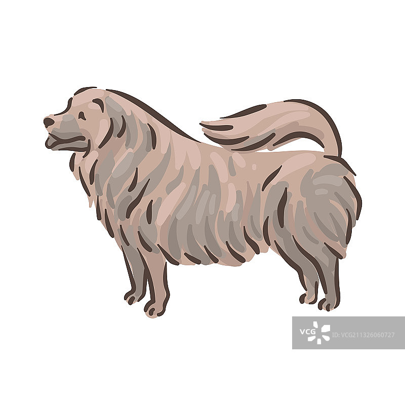 可爱松狮犬品种血统图片素材