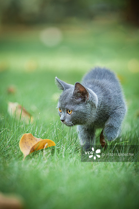 观察中的猫图片素材