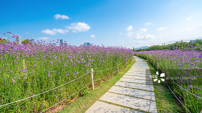深圳流花山公园马鞭草花海图片素材