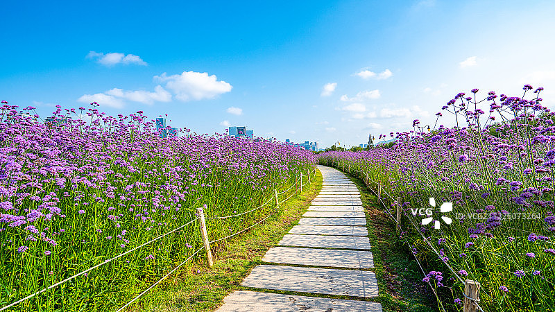 深圳流花山公园马鞭草花海图片素材
