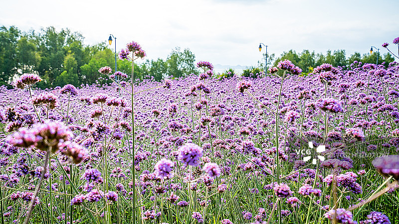 深圳流花山公园马鞭草花海图片素材