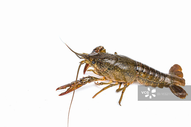 一只小龙虾特写图片素材