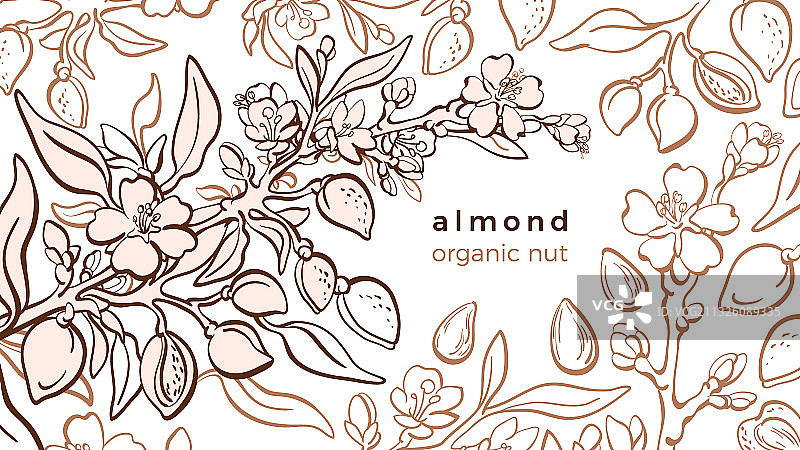 天然杏树模板图片素材