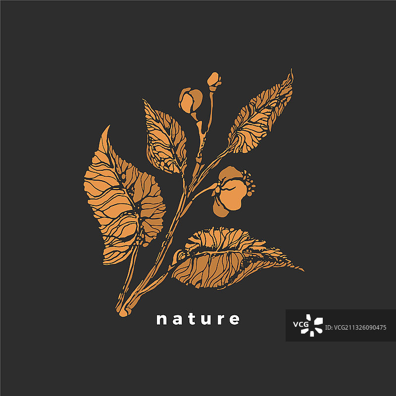 茶叶嫩芽素描图片素材