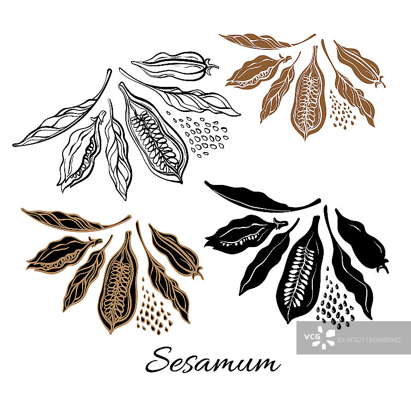 天然芝麻籽合集图片素材