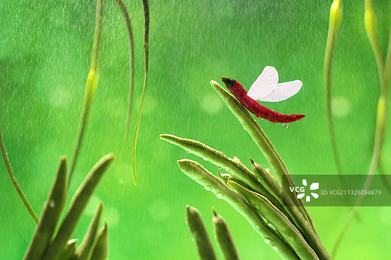 二十四节气谷雨图片素材