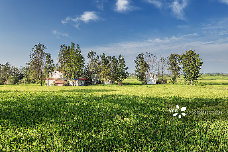 乡村稻田风光图片素材