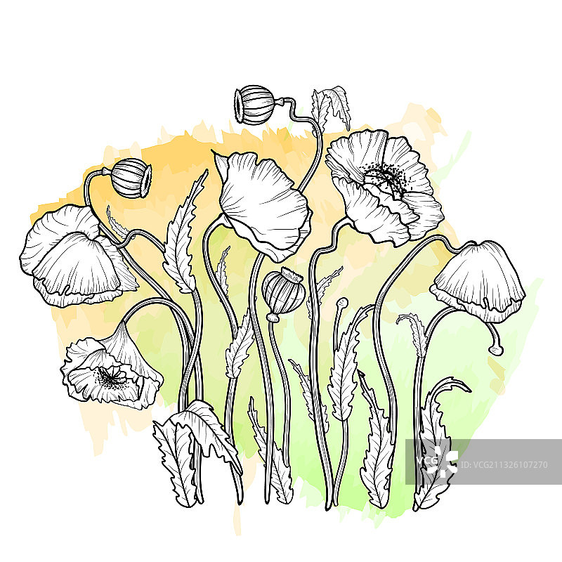 加州罂粟花手绘草图图片素材