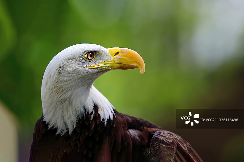 白头鹰 Bald Eagle图片素材