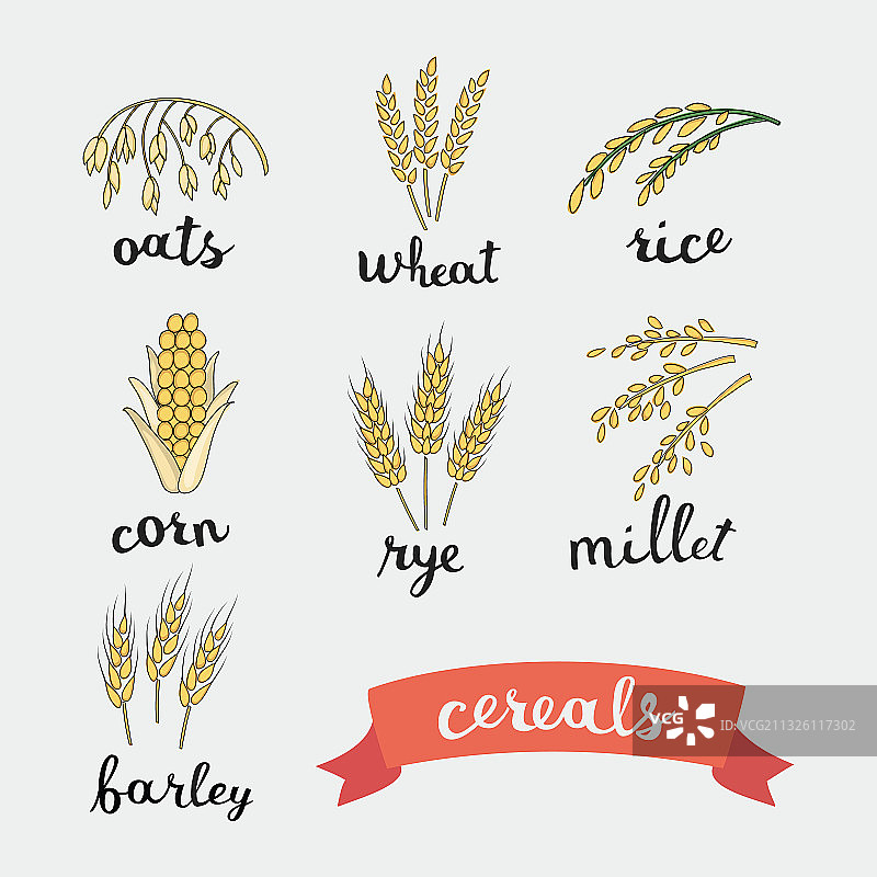 成熟的谷物麦穗图片素材