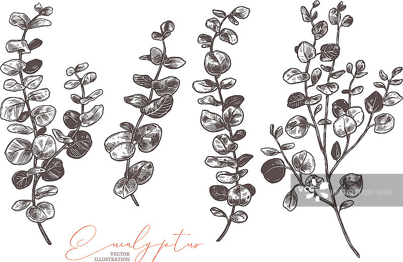 手绘桉树叶合集图片素材