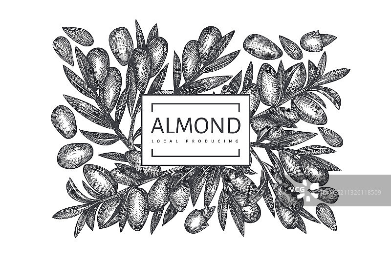 手绘杏仁设计模板图片素材