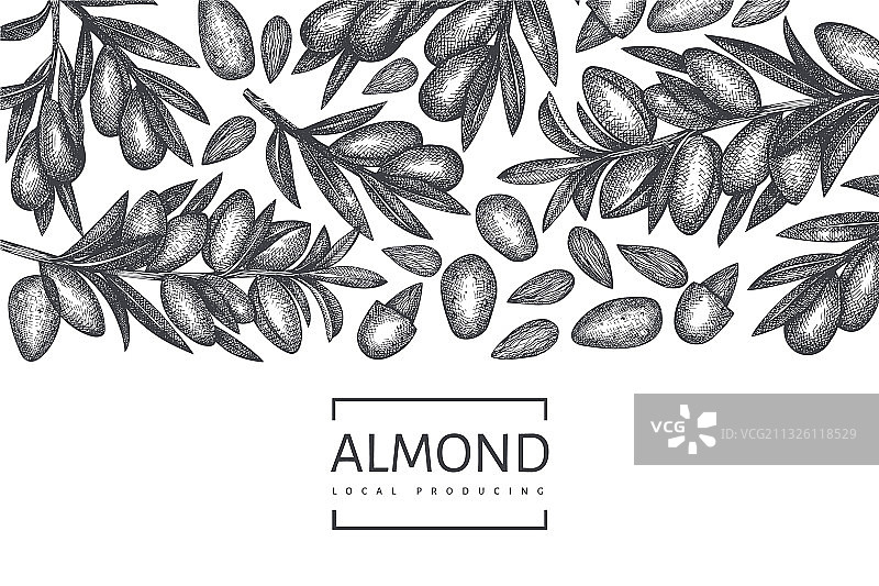 手绘杏仁设计模板图片素材