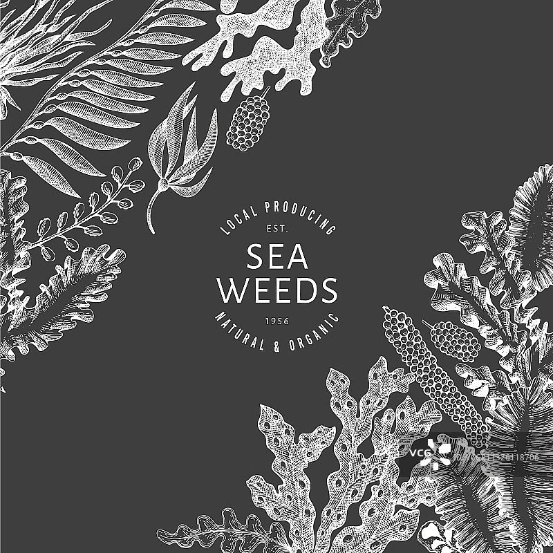 手绘海藻设计模板图片素材