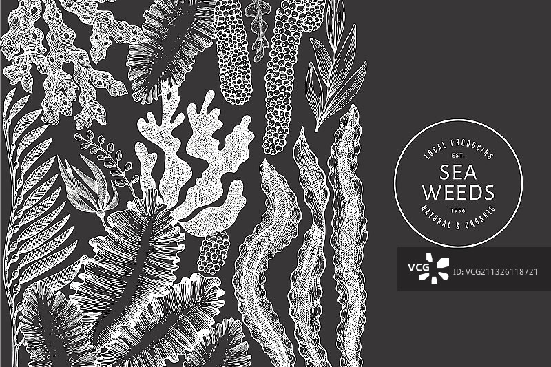 手绘海藻设计模板图片素材