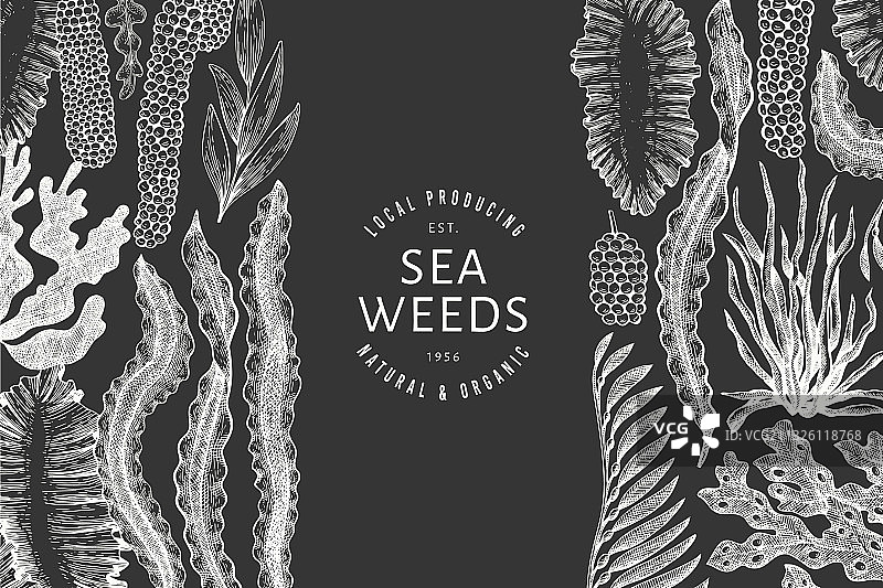 手绘海藻设计模板图片素材