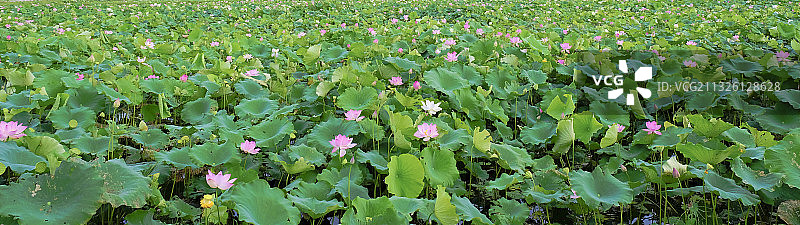 夏天荷花池粉色白色荷花盛开图片素材
