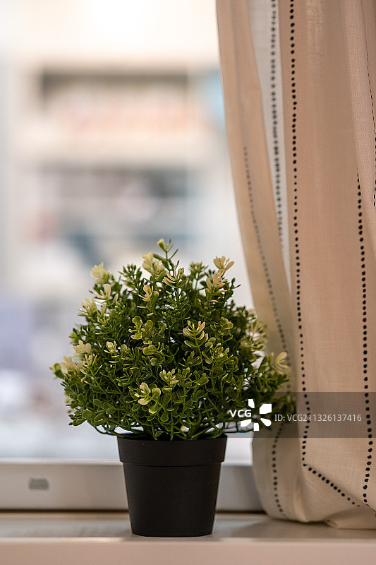 绿色盆栽植物图片素材