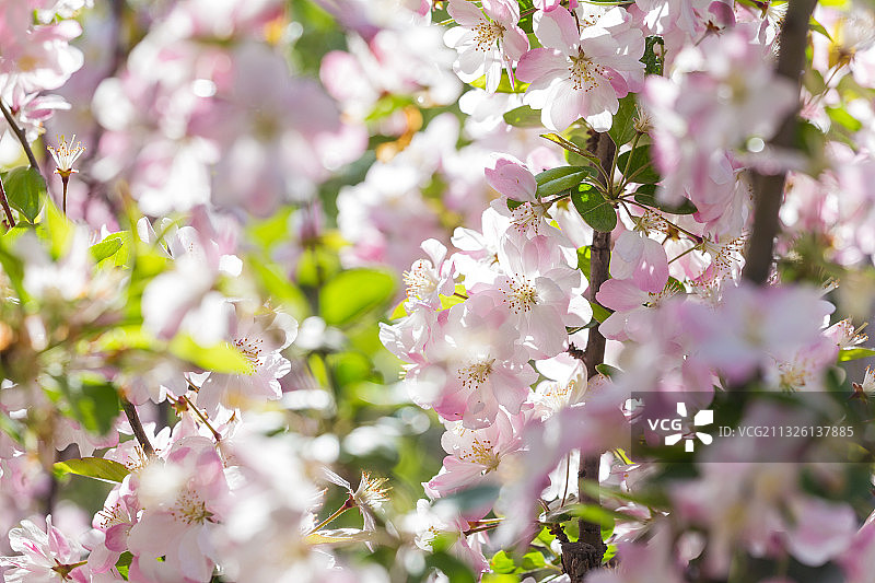 春天盛开的海棠花图片素材