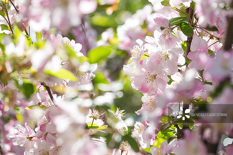 春天盛开的海棠花图片素材