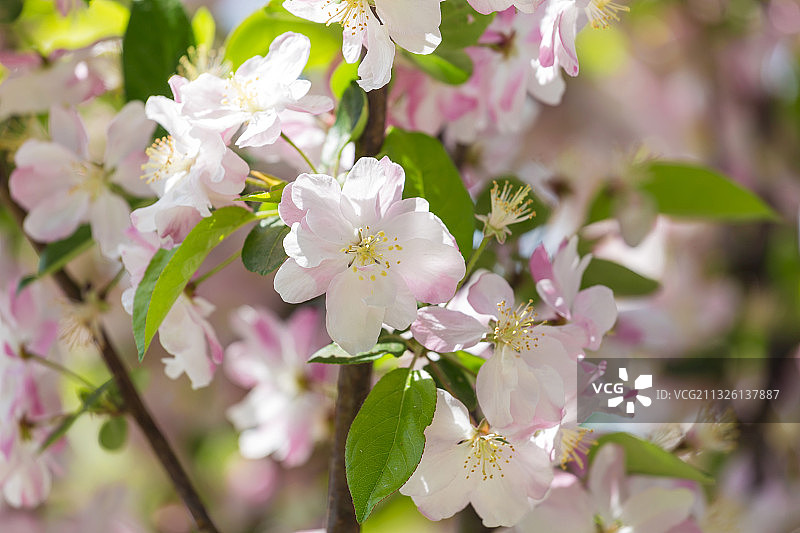 春天盛开的海棠花图片素材