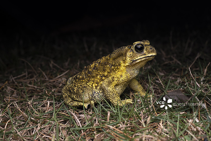 黑眶蟾蜍图片素材