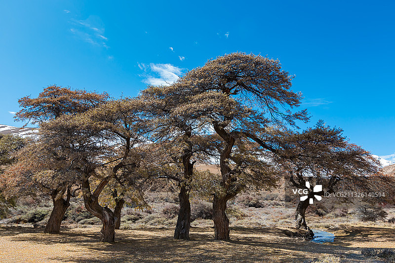 西藏山南市错那县曲卓木乡的千年沙棘林图片素材