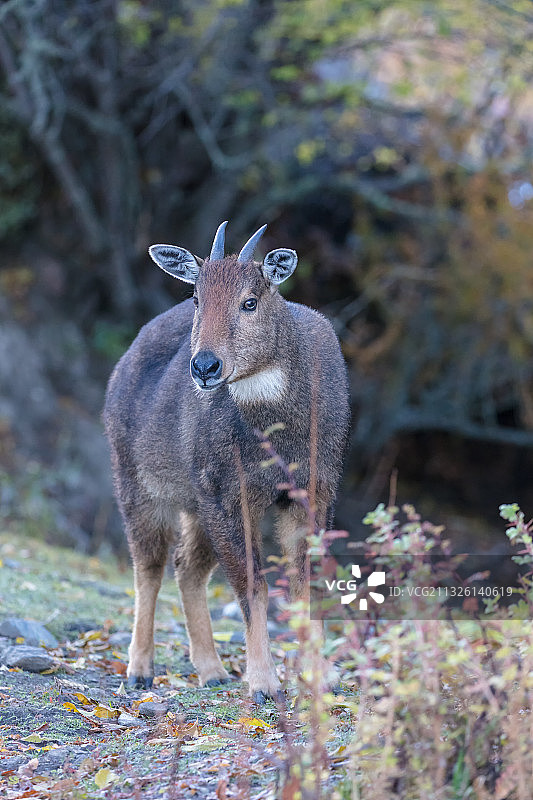 西藏山南市的喜马拉雅斑羚图片素材