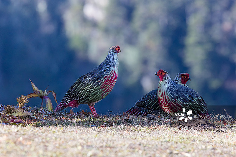 西藏山南市的血雉西藏亚种图片素材