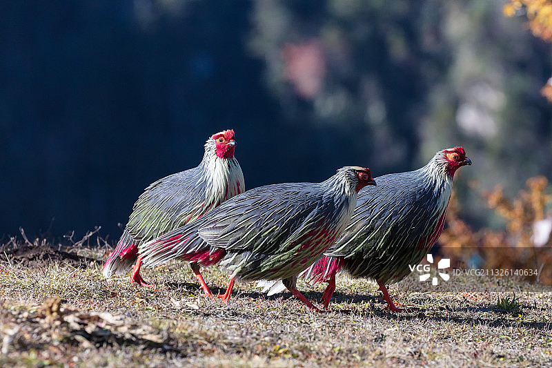 西藏山南市的血雉西藏亚种图片素材
