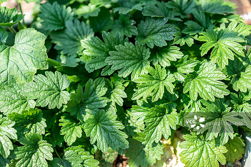 菜园种植的益母草图片素材