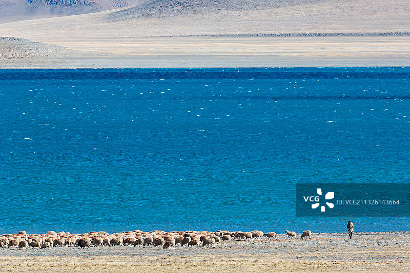 西藏山南市错那县拿日雍错边的羊群图片素材