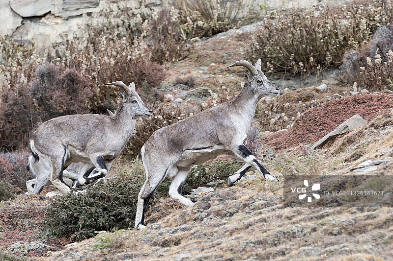 西藏山南市的岩羊图片素材