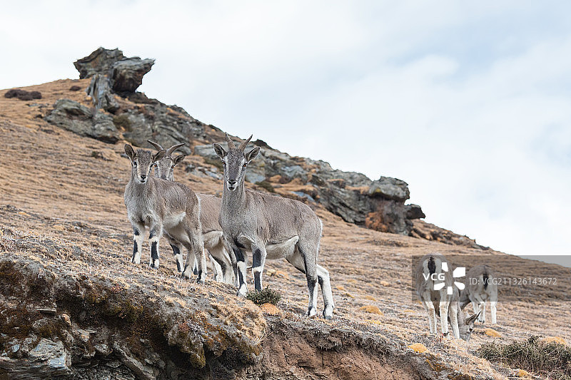 西藏山南市的岩羊图片素材