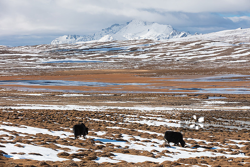 西藏山南市错那县雪地里的牦牛图片素材