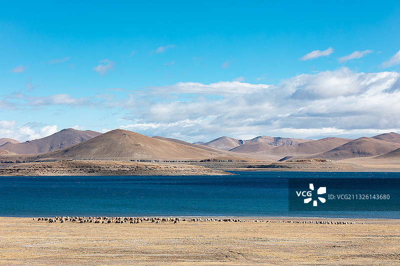 西藏山南市错那县拿日雍错边的羊群图片素材